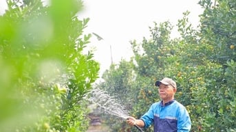Quất chuyển sắc vàng, nhà vườn Tứ Liên tất bật cho vụ Tết