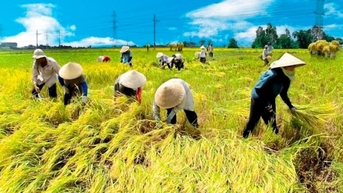 Giá lúa giảm 200 đồng/kg; gạo xuất khẩu tăng