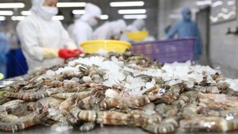 “Vua tôm” Minh Phú lãi đậm nhờ cổ tức công ty con