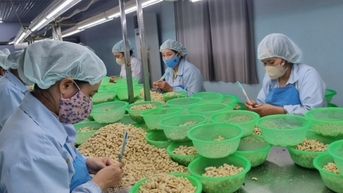 Định hình lại chuỗi cung ứng điều toàn cầu