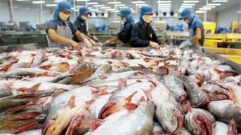 Xuất khẩu cá tra tháng 8 sang các thị trường tiếp đà tăng trưởng