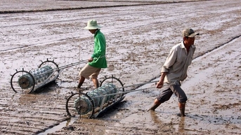 Bắt đầu tăng tốc, huy động thêm 20.000 tỷ đồng để trồng lúa giảm phát thải