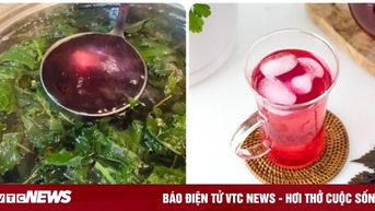 Uống nước tía tô mỗi ngày có tốt?