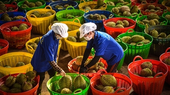 Dong Nai នាំចេញទុរេនជាផ្លូវការ