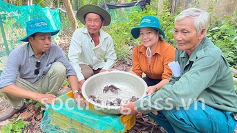 Con ba khía, con động vật hoang dã, dân Sóc Trăng nuôi dưới tán rừng, bắt bán 70.000 đồng/kg
