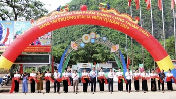 Xây dựng chuỗi liên kết sản xuất, thanh long ruột đỏ rộng mở đầu ra