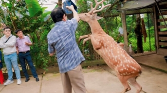 두 발로 걷는 독특하고 기이한 사슴, 관광객과 놀다