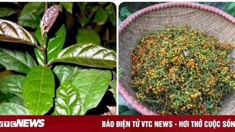 Quả xạ đen có uống được?