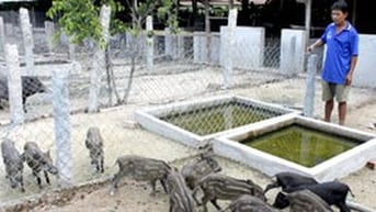 Nuôi heo rừng lạ mắt dưới chân núi Cấm ở An Giang, hễ nói bán là thương lái khuân hết sạch
