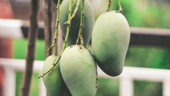Chuyên gia chỉ cách ăn xoài tốt nhất