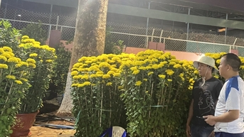 Hoa Tết tràn ngập vỉa hè, người bán nguy cơ lỗ trăm triệu