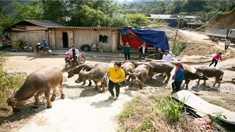 Hiệu quả từ thực hiện chính sách dân tộc ở huyện Hoàng Su Phì (Hà Giang)