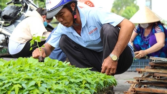 Cây giống hút hàng đầu mùa mưa, giá tăng từ 20