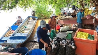 Lũ về đầu nguồn sông Hậu nước chảy đục ngầu, chợ quê An Giang bày bán la liệt cá đồng đặc sản
