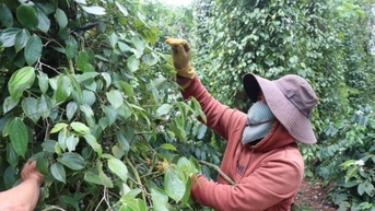 Nhu cầu chưa phục hồi, giá tiêu có đồng loạt lao dốc?