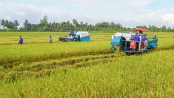 Giảm chi phí, tăng lợi nhuận từ trồng lúa chất lượng cao