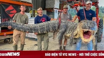 Bắt được cá sấu dài hơn 4 mét sau 7 tiếng vật lộn trên sông