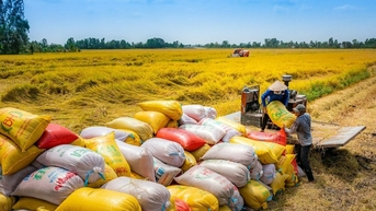 Đề án 1 triệu ha lúa chất lượng cao: Giải pháp nhân rộng các mô hình thí điểm thành công