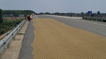 Cầu trăm tỷ thành nơi phơi lúa vì không có đường dẫn
