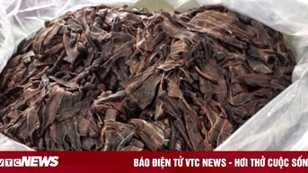 Thu giữ hơn 100kg giun đất sấy khô trên ô tô 4 chỗ
