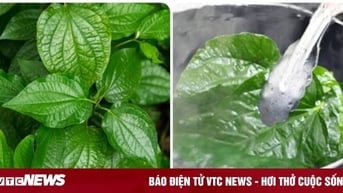 Một số bài thuốc chữa bệnh từ lá lốt