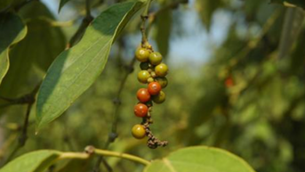 Tăng như vũ bão chạm mốc 190.000 đồng/kg?