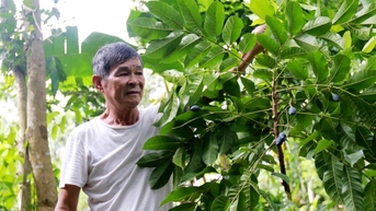 Nông dân miền núi Hà Tĩnh thất thu vì thứ quả được ví như “vàng đen” mất mùa chưa từng có