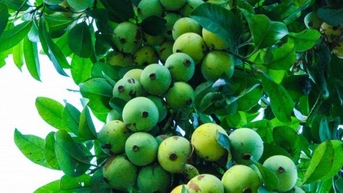 Loại quả xưa chín rụng không ai ngó ngàng, giờ thành món đặc sản mùa hè được ưa chuộng