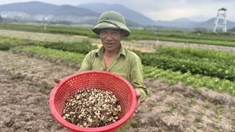 Trồng hành tăm móc củ gia vị bé tin hin, hàm lượng Kali gấp đôi củ đậu, dân Hà Tĩnh bán hút hàng