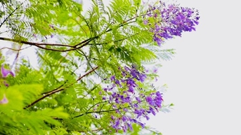 Lạ mắt hoa phượng tím bung nở đọ sắc cùng hoa bằng lăng trên đường phố Hà Nội