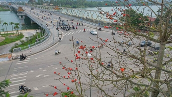 ផ្កា Royal poinciana រីកដុះដាលនៅរាជធានីបុរាណ