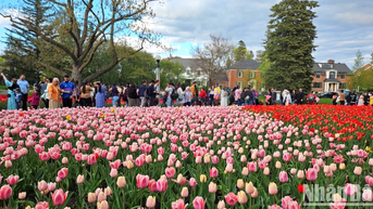 [Ảnh] Mãn nhãn với rừng hoa tulip khoe sắc rực rỡ ở thủ đô Ottawa, Canada