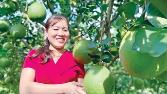 Bưởi da xanh đặc sản tiền tỷ trồng ở Gia Lai ra trái to bự thế này đây, dân tình cứ vô chụp hình