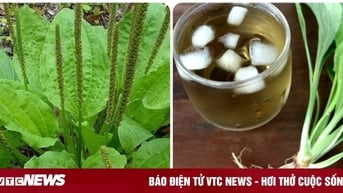 Uống nước mã đề mỗi ngày có tốt?