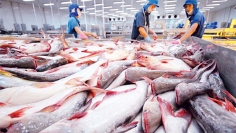 Cá tra Việt Nam đối mặt với sự cạnh tranh trên thị trường quốc tế