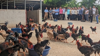 Nuôi gà kiểu gì mà cứ 3 tháng, các hộ nông dân Phú Thọ bán một lứa, lãi hơn 200 triệu đồng?