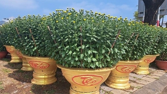 Cúc cỡ đại ở Đà Nẵng giá cao vẫn cháy hàng