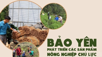 Bảo Yên phát triển các sản phẩm nông nghiệp chủ lực