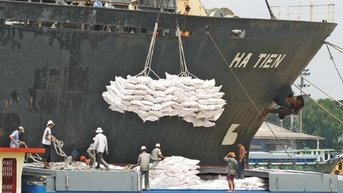 Indonesia tăng mời thầu 350.000 tấn gạo, cơ hội lớn cho doanh nghiệp Việt