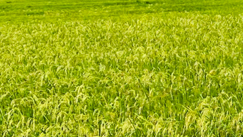 ស្នើ​លោក ហុង យ៉េន ពន្យល់​អំពី​សំណើ​បំប្លែង​ដី​ទំហំ ៤៤,៧៦ ហិកតា