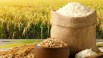 Gạo thơm chào giá cao, giao dịch lai rai