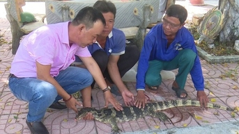 Kỳ đà hoa to bự trong sách Đỏ bò ở Đồng Tháp, dân tóm bắt giao nộp Hạt kiểm lâm Tam Nông-Tân Hồng