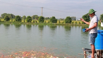 Cá Koi, cá quý tộc, quốc ngư Nhật Bản nuôi dày đặc ở một xã của Nam Định, dân đổi đời, nhà giàu lên