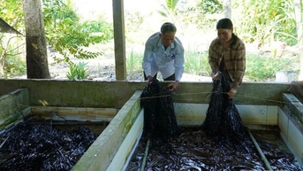 Nuôi lươn không bùn, con đặc sản đang tăng giá tốt ở Kiên Giang, sao ông bán lươn giống nói câu này?