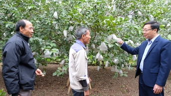 ổi Kim An, nón làng Chuông đạt tiêu chuẩn OCOP 4 sao