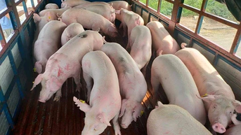 Giá heo hơi ngày 27/11/2024: Biến động trái chiều ở miền Bắc