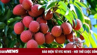 Vải thiều Việt Nam 'đi máy bay' sang khắp thế giới
