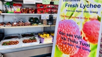 Vải Bắc Giang giá 780.000 đồng mỗi kg ở Mỹ