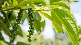 Quay đầu giảm mạnh đến 2.500 đồng/kg