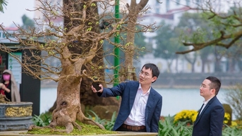 Hàng trăm gốc mai đẹp khoe dáng tại "Ngày hội Hoàng mai Huế 2025"